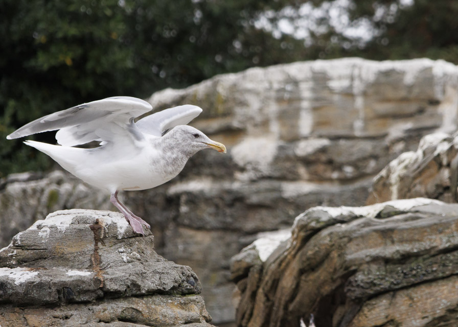 Woodland Park Zoo — photo 3
